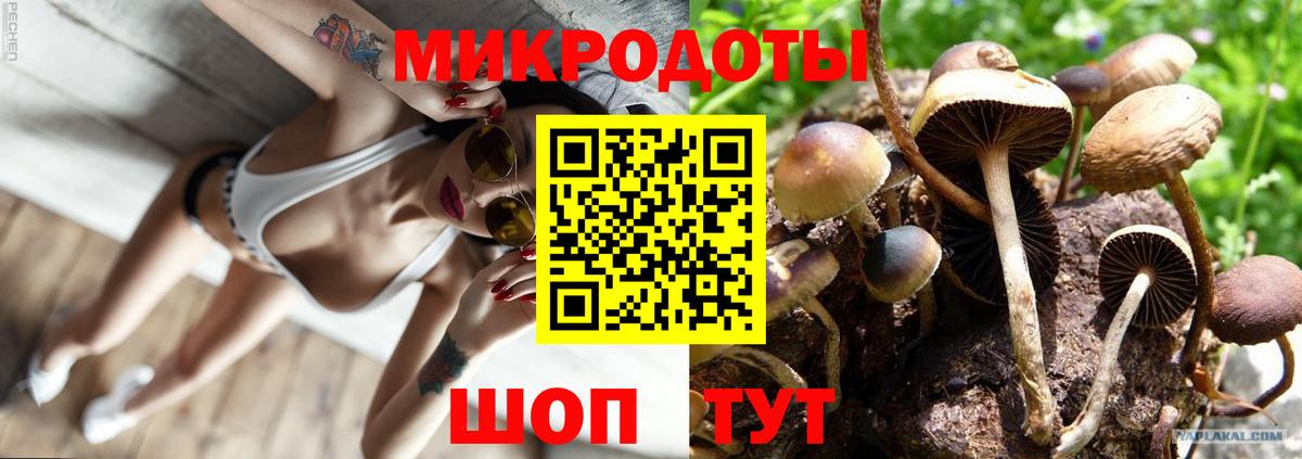 Псилоцибиновые грибы Psilocybe Обь